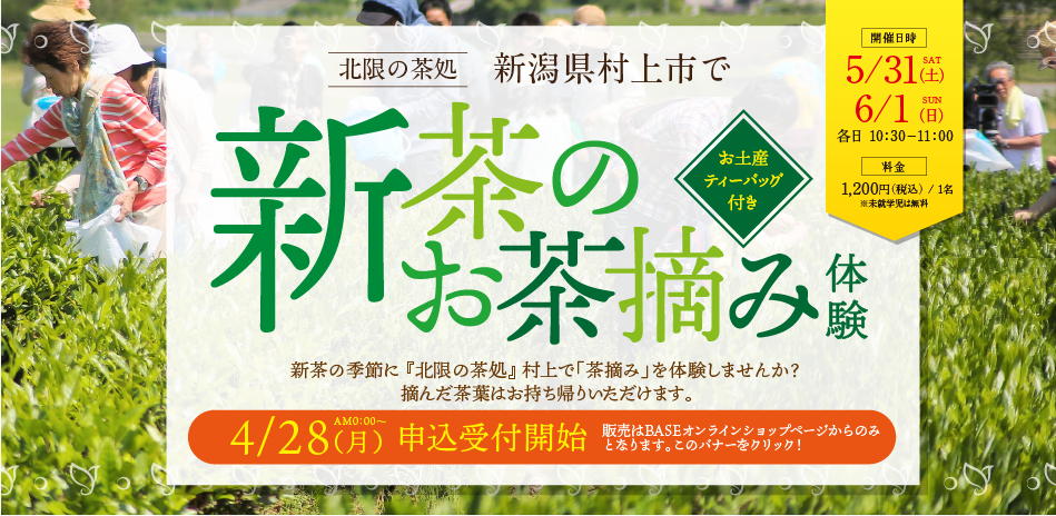 新茶のお茶摘み体験